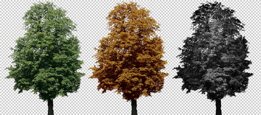 14 Tree Images