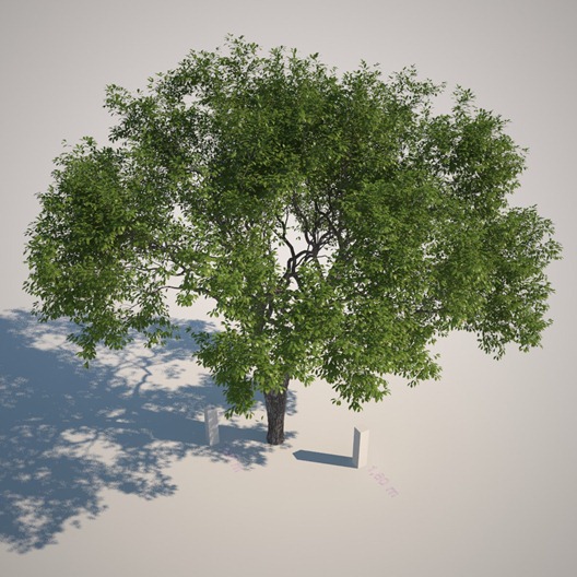 PREVIEW_Tree_Top