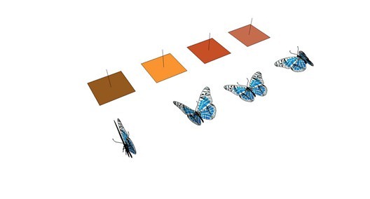 02-01_Butterflies and proxies