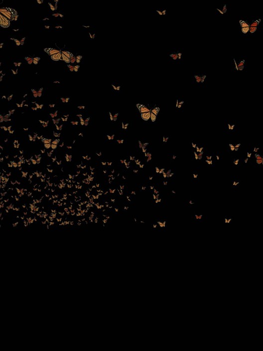 04-04_butterfly alpha