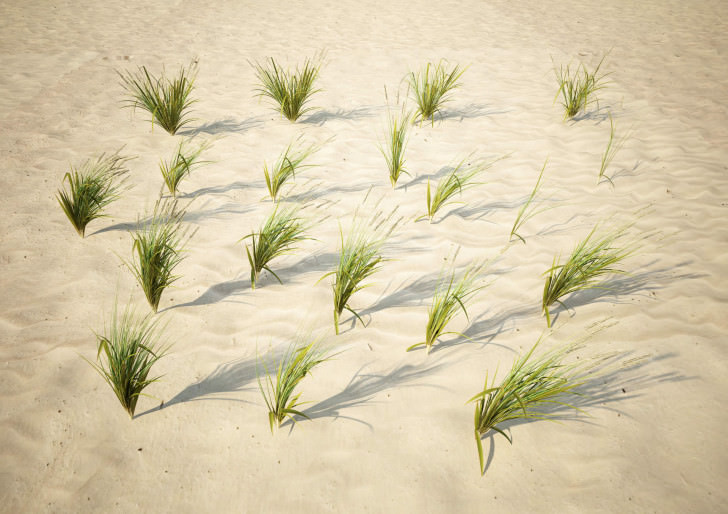 The Beach Grass Pack
