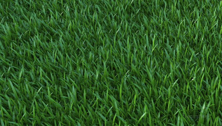 dBrenders-proxy-grass-028