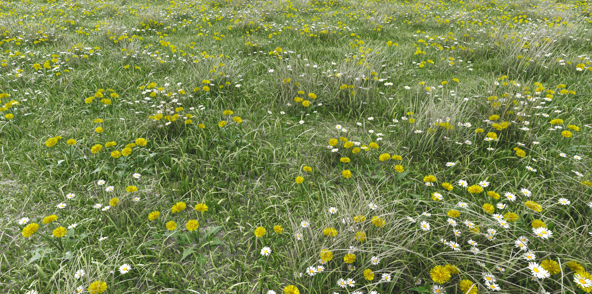 The Meadow - Grass close up