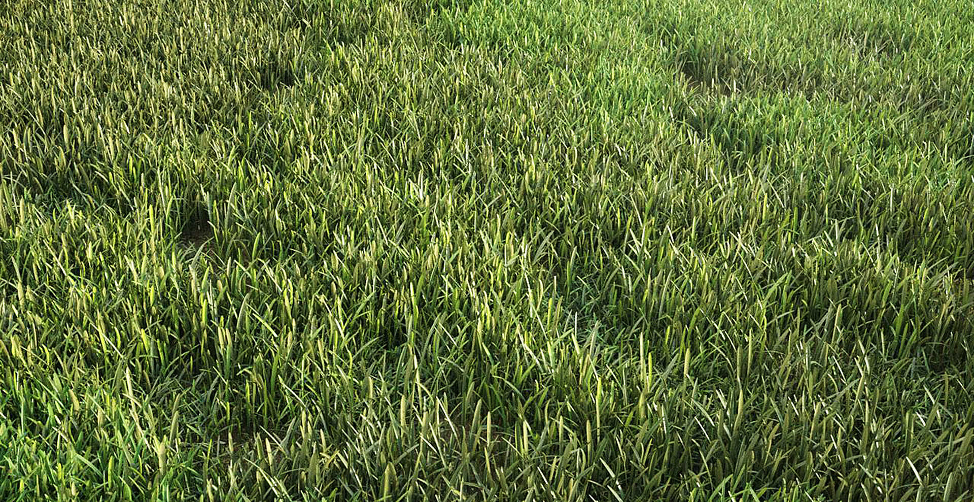 Free Grass By Mischa Winkler 3d Architectural Visualization 